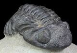 Pedinopariops Trilobite - Beautiful Preservation #66340-5